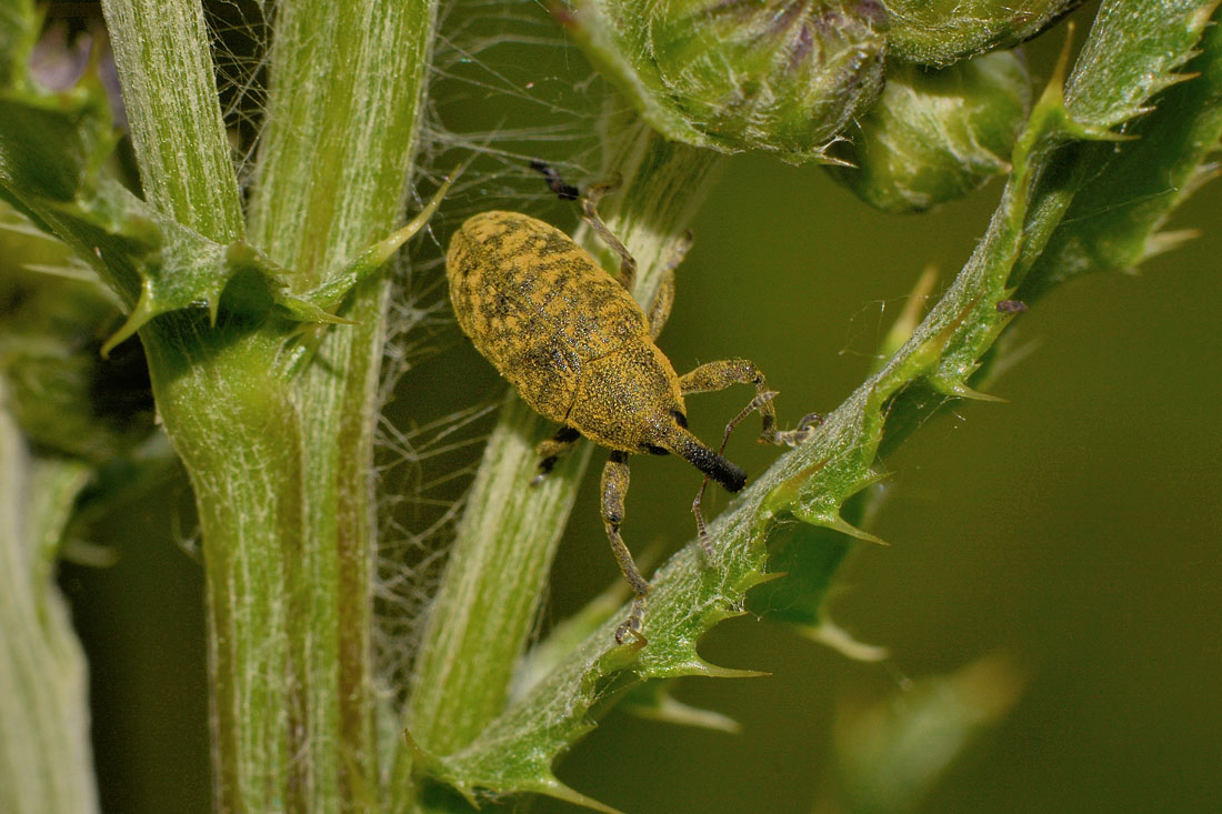 Curculionidae:  Larinus cynarae?  No,  Larinus carlinae